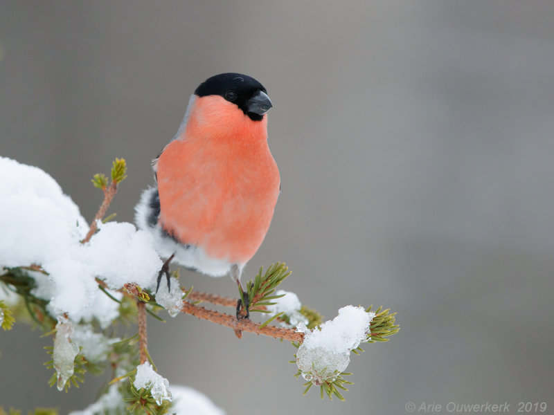 Goudvink - Eurasian Bullfinch - Pyrrhula pyrrhula pyrrhula