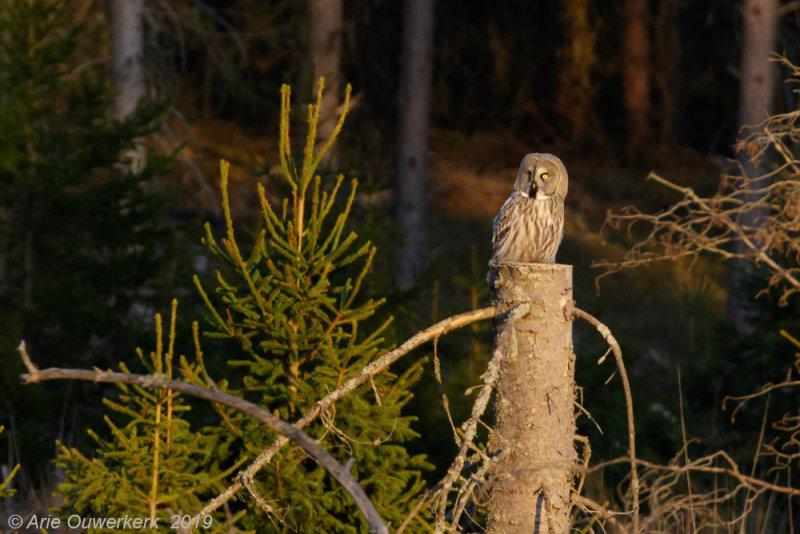 Laplanduil - Great Grey Owl - Strix nebulos