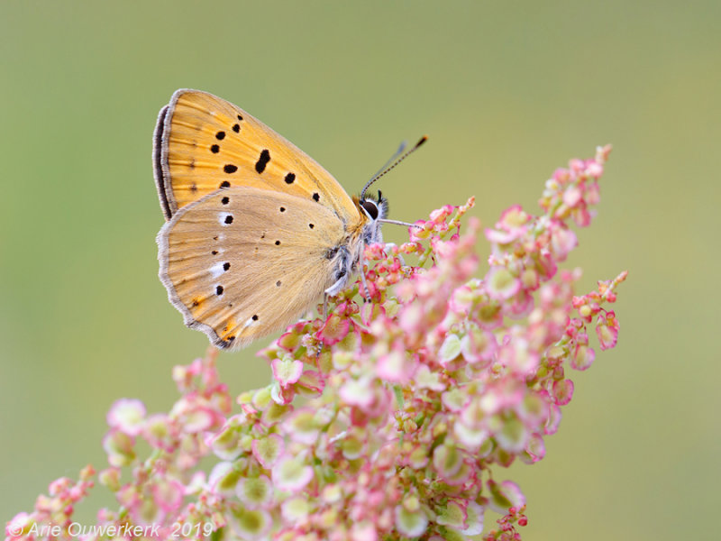 Morgenrood - Scarce Copper - Lycaena virgaureae