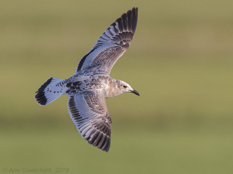 Zwartkopmeeuw - Mediterranean Gull - Larus melanocephalus