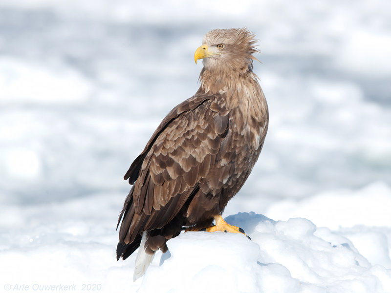 Zeearend - White-tailed Eagle - Haliaeetus albicilla