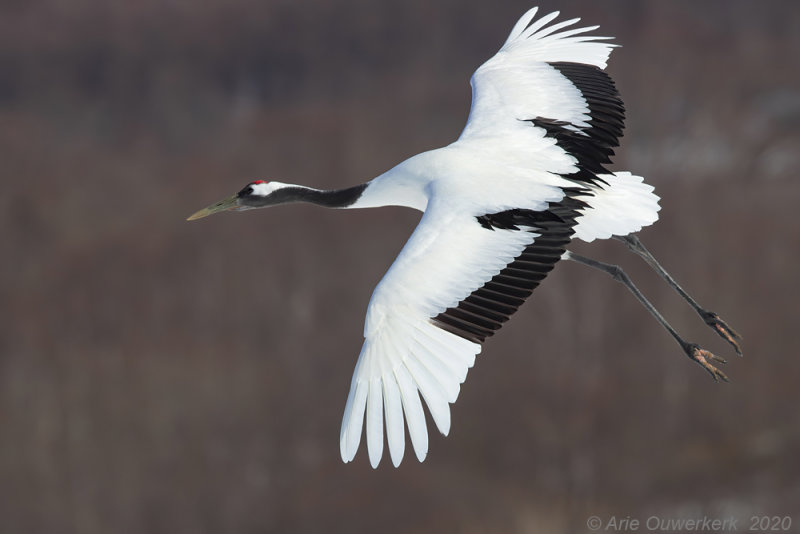 Chinese Kraanvogel - Red-crowned Crane - Grus japonicus