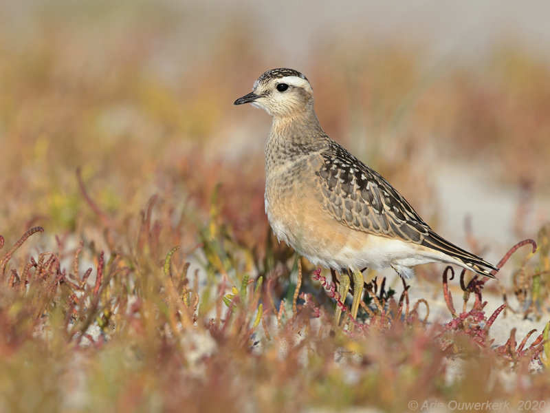 Morinelplevier - Eurasian Dotterel - Charadrius morinellus