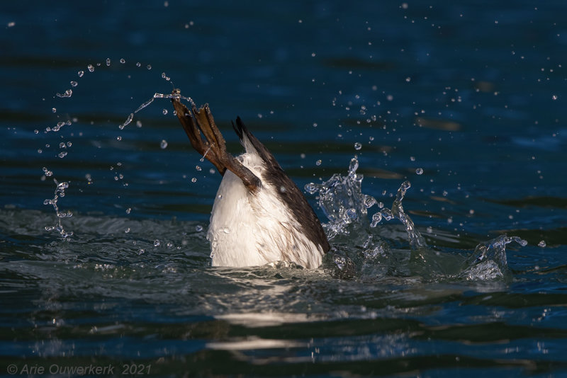 Zeekoet - Common Murre (Guillemot) - Uria aalge