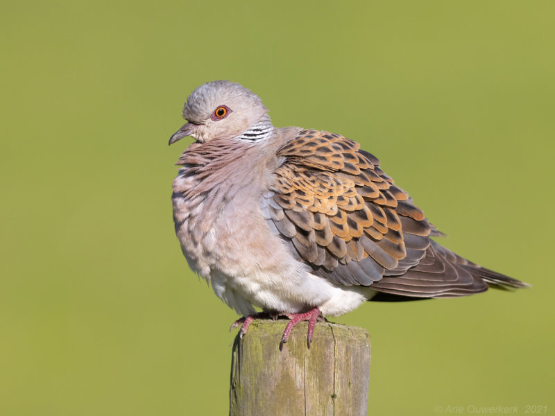 Zomertortel - European Turtle Dove - Streptopelia turtur