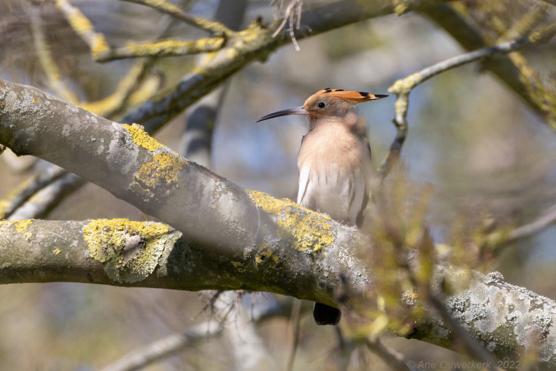 Hop - Eurasian Hoopoe - Upupa epops