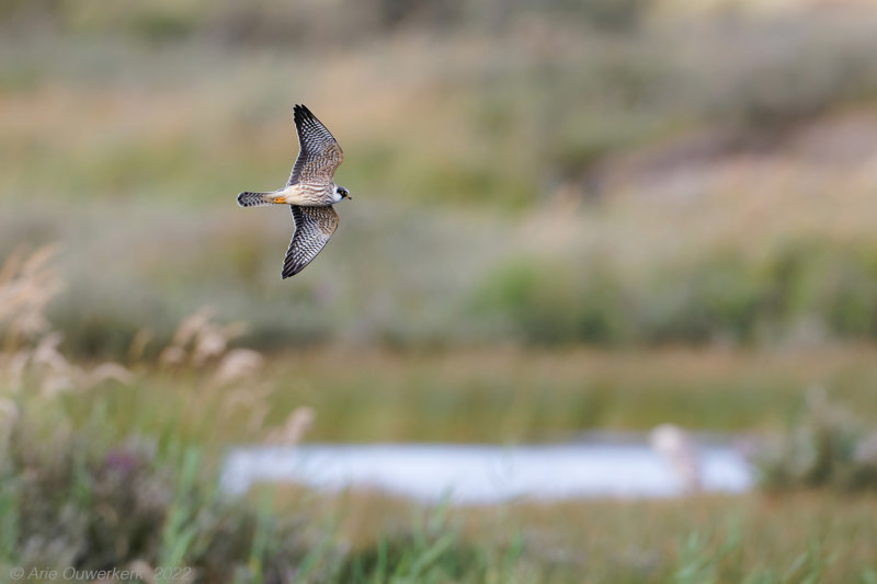 Roodpootvalk - Red-footed Falcon - Falco verpertinus	