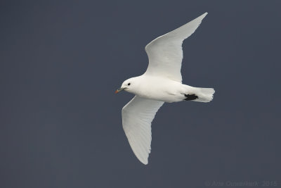 Ivoormeeuw - Ivory Gull - Pagophila eburnea