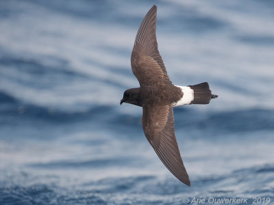 Nieuw-Zeelands Stormvogeltje - New Zealand Storm Petrel - Fregetta maoriana