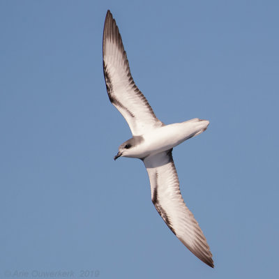 Pycrofts Stormvogel - Pycroft's Petrel - Pterodroma pycrofti