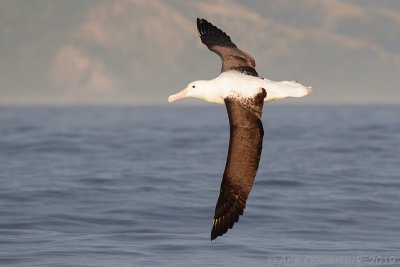 Noordelijke Koningsalbatros - Northern Royal Albatross - Diomedea sanfordi