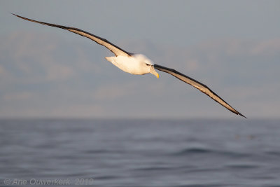 Witkapalbatros - White-capped Albatross - Thalassarche cauta