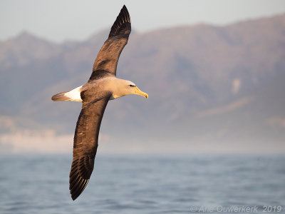 Salvins Albatros - Salvin's Albatross - Thalassarche salvini