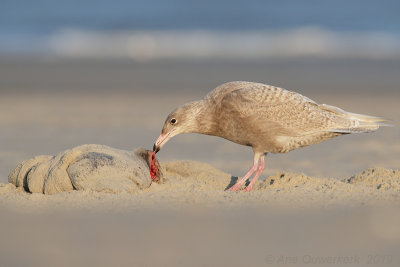 Grote Burgemeester - Glaucous Gull - Larus hyperboreus