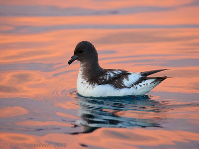 Kaapse Stormvogel - Cape Petrel - Daption capense australe