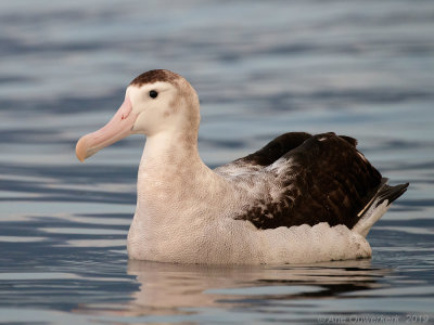 Grote Albatros - Wandering Albatross - Diomedea exulan