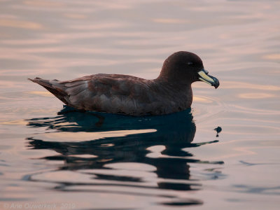 Westlandstormvogel - Westland Petrel - Procellaria westlandica