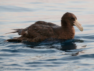 Zuidelijke Reuzenstormvogel - Southern Giant Petrel - Macronectes giganteus