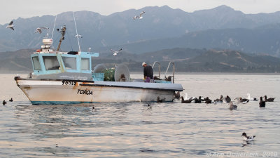 Many seabirds with the local fisherman