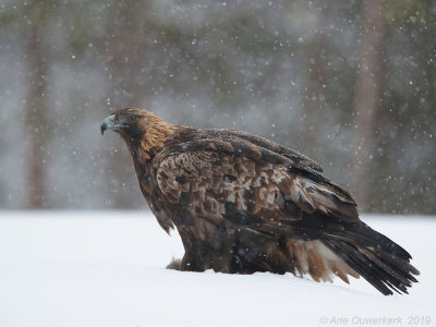 Steenarend - Golden Eagle - Aquila chrysaetos