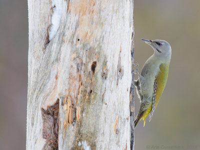 Grijskopspecht - Grey-headed Woodpecker - Picus canus