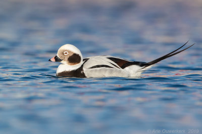 IJseend - Long-tailed Duck - Clangula hyemalis