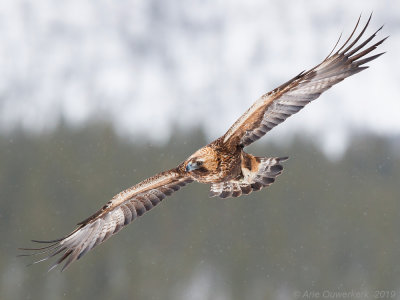 Steenarend - Golden Eagle - Aquila chrysaetos