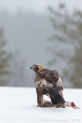 Steenarend - Golden Eagle - Aquila chrysaetos