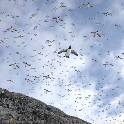 Zeekoet - Common Murre (Guillemot) - Uria aalge