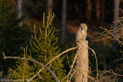 Laplanduil - Great Grey Owl - Strix nebulos
