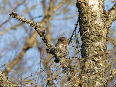 Dwerguil - Eurasian Pygmy-Owl - Glaucidium passerinum