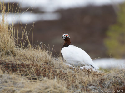 Moerassneeuwhoen - Willow Ptarmigan - Lagopus lagopus