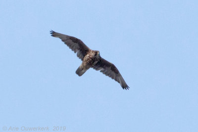Giervalk - Gyrfalcon - Falco rusticolus