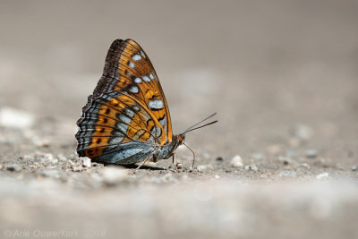 Grote IJsvogelvlinder - Poplar Admiral - Limenitis populi