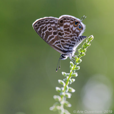 Klein Tijgerblauwtje - Lang's Short-tailed Blue - Leptotes pirithous