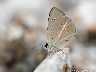 Falakron Esparcetteblauwtje - Phalakron Anomalous Blue - Polyommatus eleniae 