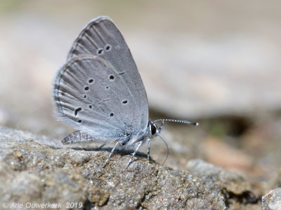 Dwergblauwtje - Small Blue - Cupido minimus