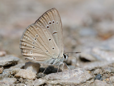Oostelijk Esparcetteblauwtje - Anomalous Blue - Polyommatus admetus