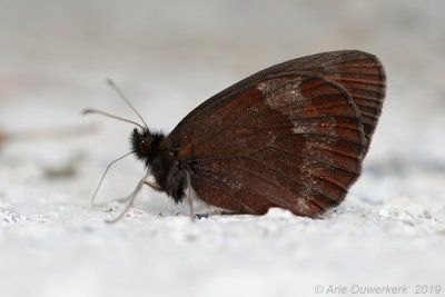 Zomererebia - Scotch Argus - Erebia aethiops