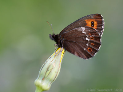 Boserebia - Arran Brown - Erebia ligea