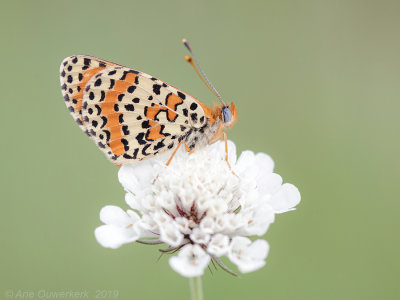 Tweekleurige Parelmoervlinder - Spotted Fritillary - Melitaea didyma