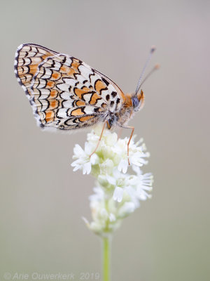 Knoopkruidparelmoervlinder - Knapweed Fritillary - Melitaea phoebe