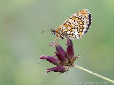 Bosparelmoervlinder - Heath Fritillary - Melitaea athalia
