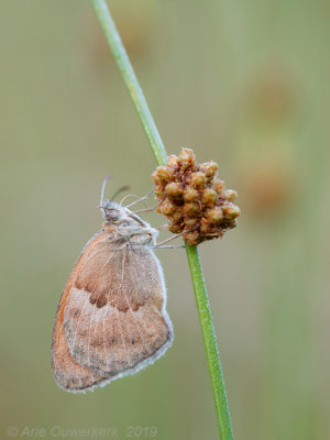 Hooibeestje - Small Heath - Coenonympha pamphilus