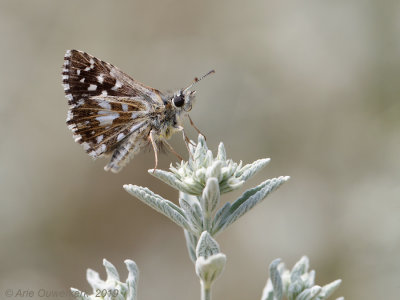 Aardbeivlinder - Grizzled Skipper - Pyrgus malvae