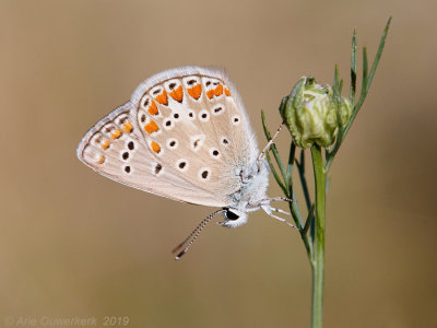 Esparcetteblauwtje - Chapman's Blue - Polyommatus thersites