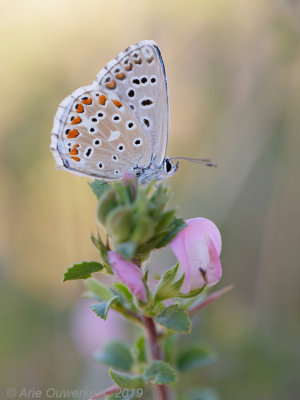 Adonisblauwtje - Adonis Blue - Polyommatus bellargus