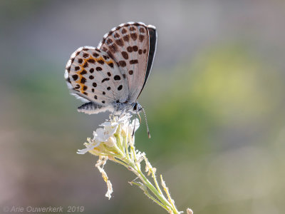 Vetkruidblauwtje - Checkered Blue - Scolitantides orion