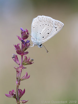 Getand Blauwtje - Meleager's Blue - Meleageria daphnis