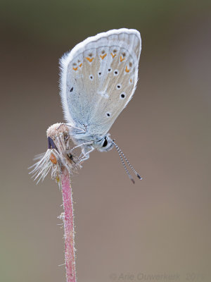 Turkooisblauwtje - Turquoise Blue - Polyommatus dorylas